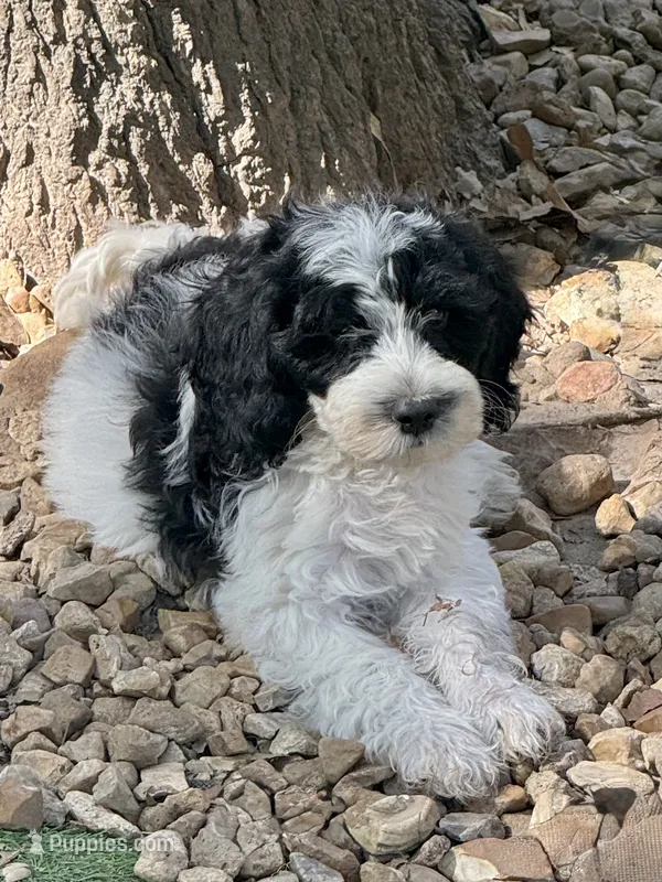 Duke – Cockapoo, Cocker Spaniel puppy for sale in Republic, MO