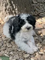 Winston, a male Cockapoo and Cocker Spaniel for sale in Republic, MO – 2 of 8