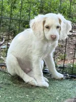 Olaf, a male Cockapoo for sale in Republic, MO – 4 of 8