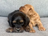 Ivy, a female Cavapoo for sale in Republic, MO – 5 of 5