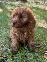 Maple, a female Cockapoo for sale in Republic, MO – 1 of 7