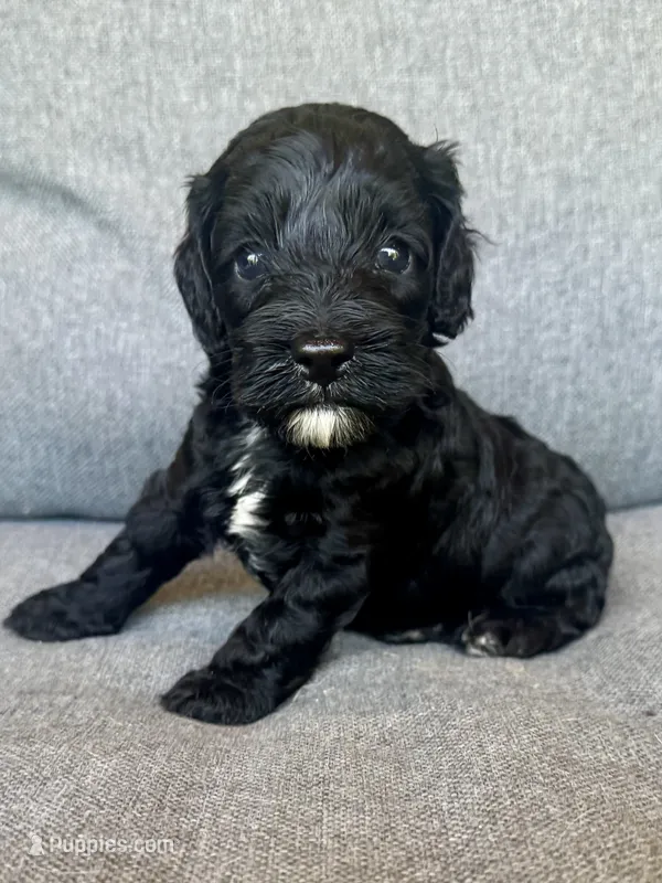 Cash – Cockapoo, Cocker Spaniel puppy for sale in Republic, MO