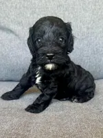 Cash, a male Cockapoo and Cocker Spaniel for sale in Republic, MO – 1 of 5