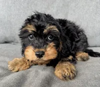 Zoey, a female Cavapoo for sale in Republic, MO – Photo 3 of 10