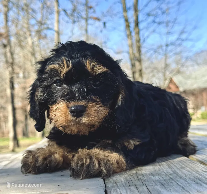 Zoey – Cavapoo puppy for sale in Springfield, MO