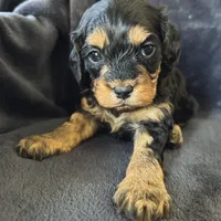 Zoey, a female Cavapoo for sale in Republic, MO – Photo 9 of 10