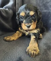 Zoey, a female Cavapoo for sale in Springfield, MO – Photo 1 of 2