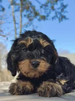 Zoey, a female Cavapoo for sale in Republic, MO – Photo 4 of 10