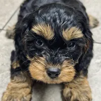 Zoey, a female Cavapoo for sale in Republic, MO – Photo 7 of 10