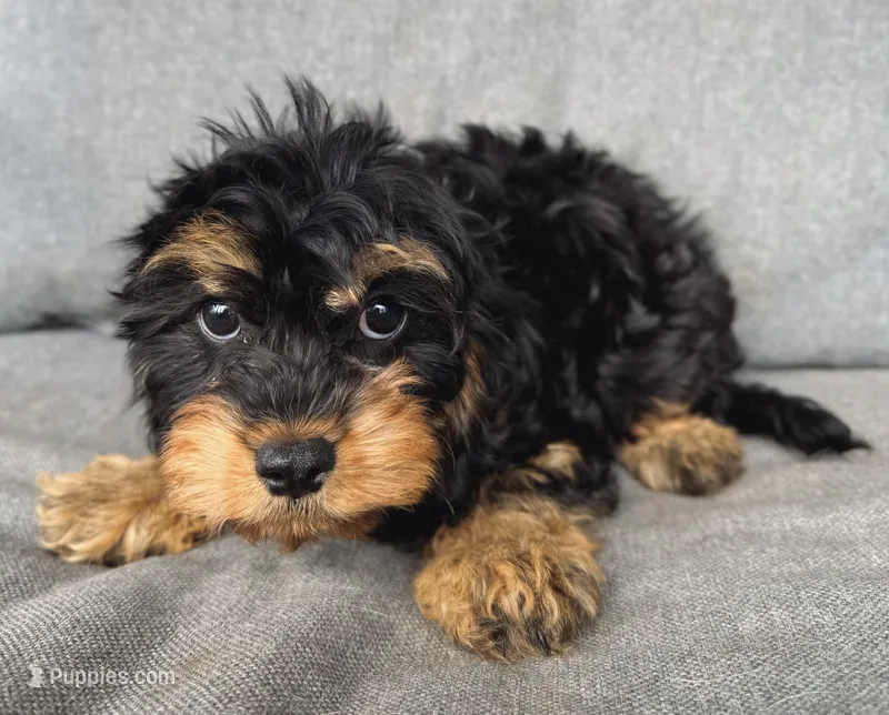 Zoey – Cavapoo puppy for sale in Springfield, MO