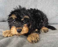 Zoey, a female Cavapoo for sale in Republic, MO – Photo 1 of 10