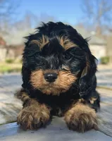 Zoey, a female Cavapoo for sale in Republic, MO – Photo 5 of 10