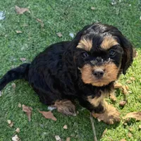 Zoey, a female Cavapoo for sale in Republic, MO – Photo 8 of 10