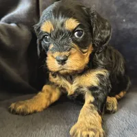 Zoey, a female Cavapoo for sale in Republic, MO – Photo 10 of 10
