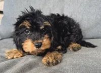 Zoey, a female Cavapoo for sale in Republic, MO – Photo 2 of 10
