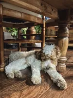 Ducki, a male Cockapoo for sale in Republic, MO – 4 of 4