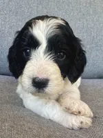 Sophie , a female Cockapoo and Cocker Spaniel for sale in Republic, MO – 2 of 5