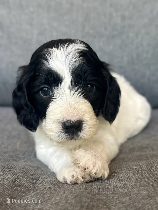 Sophie  – Cockapoo, Cocker Spaniel puppy for sale in Republic, MO