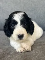 Sophie , a female Cockapoo and Cocker Spaniel for sale in Republic, MO – 1 of 5