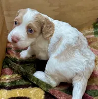 Max, a male Cockapoo for sale in Republic, MO – 2 of 3