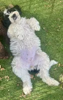 Winnie, a female Cockapoo and Cocker Spaniel for sale in Republic, MO – 4 of 9