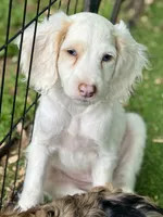 Olaf, a male Cockapoo for sale in Republic, MO – 1 of 8