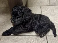 Cash, a male Cockapoo and Cocker Spaniel for sale in Republic, MO – 2 of 8