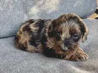 Lulu, a female Cockapoo and Cocker Spaniel for sale in Republic, MO – 4 of 4