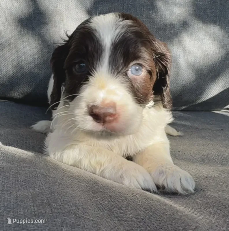 Coco – Cockapoo, Cocker Spaniel puppy for sale in Republic, MO