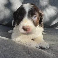 Coco, a female Cockapoo and Cocker Spaniel for sale in Republic, MO – 1 of 3