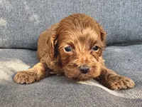 Walter, a male Cockapoo and Cocker Spaniel for sale in Republic, MO – 2 of 2
