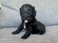 Cash, a male Cockapoo and Cocker Spaniel for sale in Republic, MO – 2 of 5