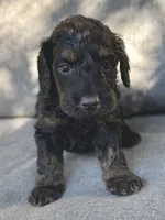 Max, a male Cockapoo and Cocker Spaniel for sale in Republic, MO – 2 of 3