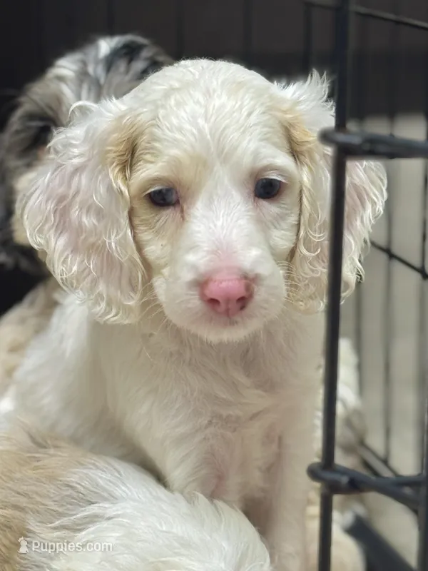 Olaf – Cockapoo puppy for sale in Republic, MO