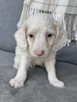 Olaf, a male Cockapoo for sale in Republic, MO – 7 of 8