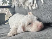 Olaf, a male Cockapoo for sale in Republic, MO – Photo 4 of 4