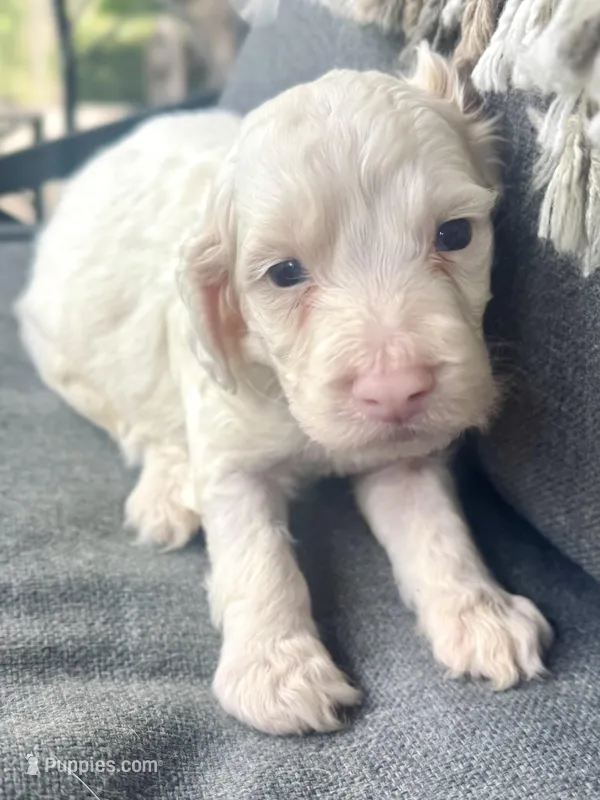 Olaf – Cockapoo puppy for sale in Republic, MO