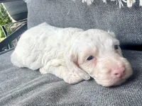 Olaf, a male Cockapoo for sale in Republic, MO – Photo 3 of 4