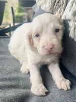 Olaf, a male Cockapoo for sale in Republic, MO – Photo 2 of 4