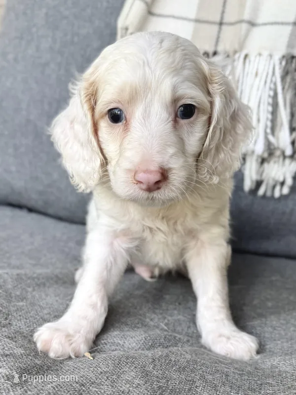 Olaf – Cockapoo puppy for sale in Republic, MO