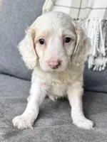 Olaf, a male Cockapoo for sale in Republic, MO – 5 of 8