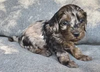 Abby, a female Cockapoo and Cocker Spaniel for sale in Republic, MO – 3 of 4