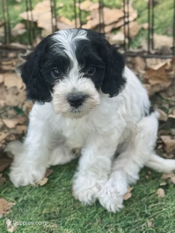 Duke – Cockapoo, Cocker Spaniel puppy for sale in Republic, MO