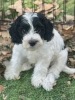 Duke, a male Cockapoo and Cocker Spaniel for sale in Republic, MO – 1 of 9