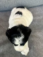 Sophie , a female Cockapoo and Cocker Spaniel for sale in Republic, MO – 5 of 5