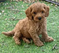 Maple, a female Cockapoo for sale in Republic, MO – 3 of 7