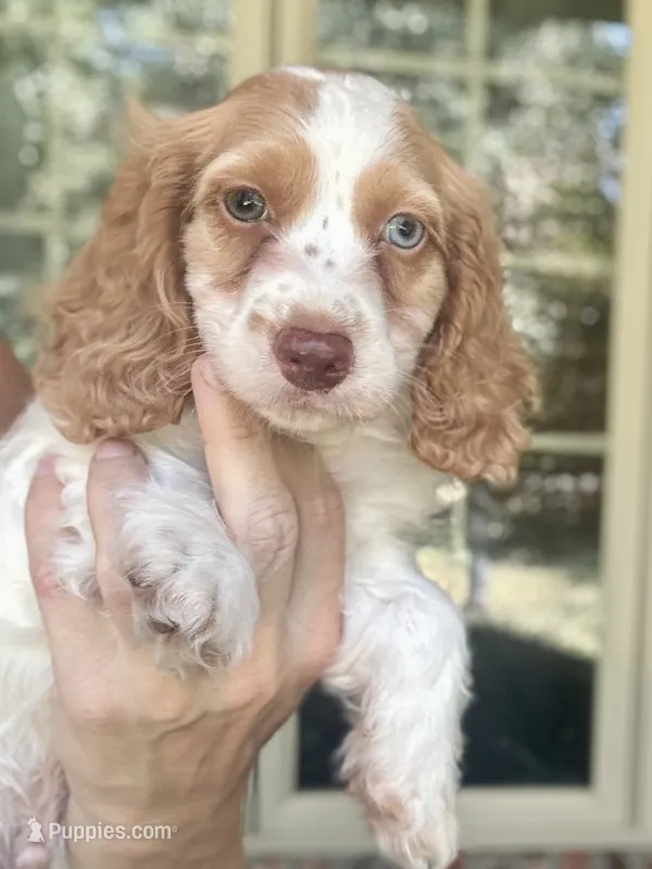 Max – Cockapoo, Cocker Spaniel puppy for sale in Republic, MO