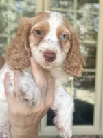 Max, a male Cockapoo and Cocker Spaniel for sale in Republic, MO – 1 of 7
