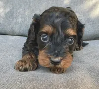 Eva, a female Cockapoo and Cocker Spaniel for sale in Republic, MO – 2 of 4