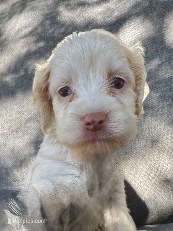 Elsa – Cockapoo, Cocker Spaniel puppy for sale in Republic, MO